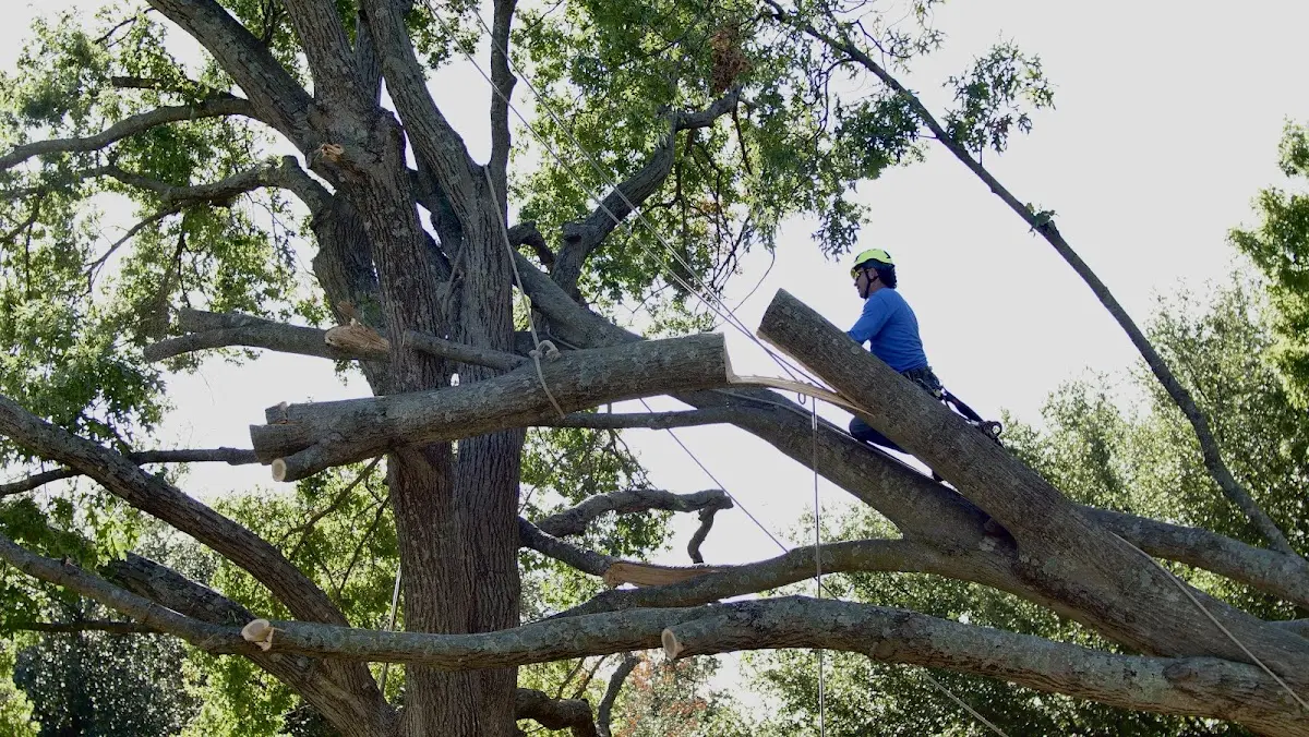 Professional Hazardous Tree Removal performed by certified arborists in Glennville